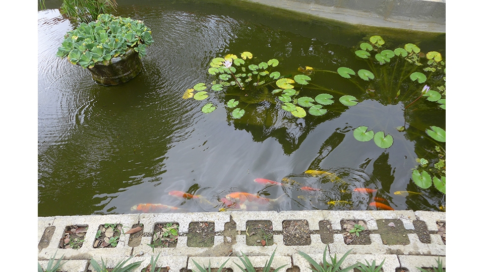 魚池中擺設自然過濾器水芙蓉；魚為同仁捐贈；造景佈置皆為營運處現有材料 ；架設欄杆為澆灌系統也可防止民眾落到水池裡。